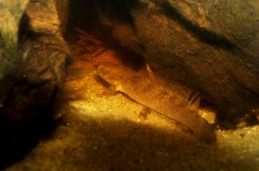 #wężogłów #wężogłowy #channa #channidae