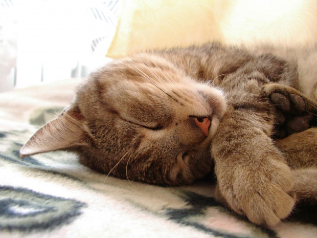 sen #kot #zwierze #sen #odpoczynek