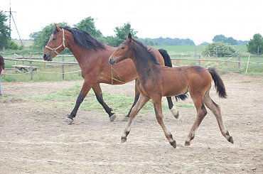 #Arkadia #Boy #klacz #Probus #ślązaki #konie #stadnina #Truskawka #Tuzera #WielkaLipa