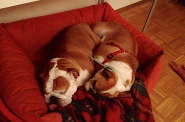 #bulldog #FioletoweForum #ForumBuldogaAngielskiego #pies