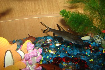 #BrzankaRekinia #akwa #akwarium #rybka #ryba #woda #akwarystka #rekin