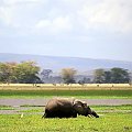 Kenia #wakacje #Kenia