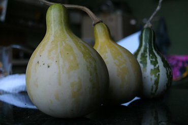 #dynia #dynie #AutumnWings #DancingGourd