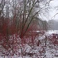 Arboretum w Kórniku #zima #park #śnieg