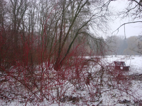 Arboretum w Kórniku #zima #park #śnieg