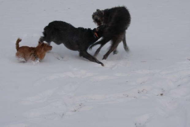 #ChartSzkocki #deerhound #TerierAustralijski