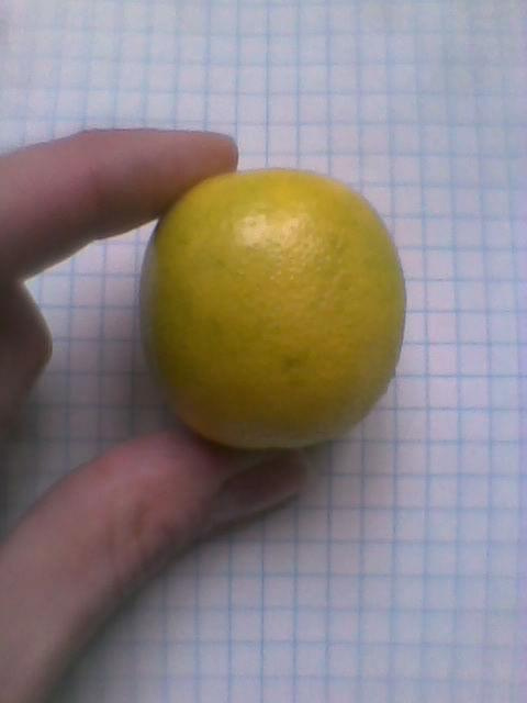 dojrzały owoc Limonelli #cytrusy #Limonella