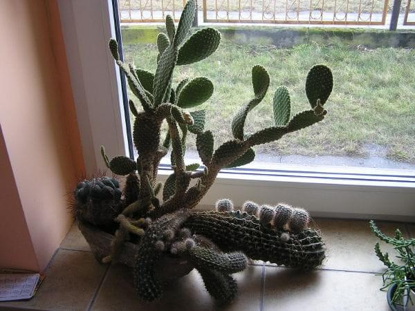 kaktusy liczące sobie sporo lat