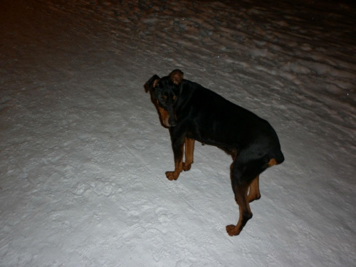 Dobcio nocą #adopcja #Dobek #Doberman #pies #pomoc #schronisko