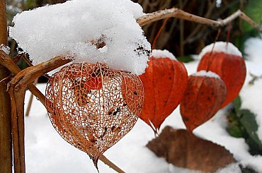 Biel i czerwień. #zima #śnieg #mróz #szron #lód