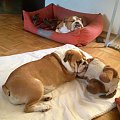 #bulldog #FioletoweForum #ForumBuldogaAngielskiego #pies