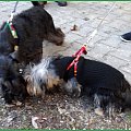Spacer pątek 28 grudnia #pies #spacer #zwierzęta