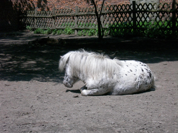 CHORZOWSKIE ZOO WYPRAWA NR 2 :]