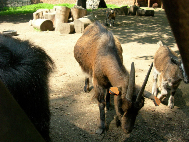 CHORZOWSKIE ZOO WYPRAWA NR 2 :]