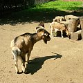 CHORZOWSKIE ZOO WYPRAWA NR 2 :]