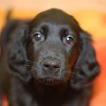 Nasz mały flat coated retriever