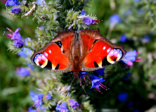 Rusałka pawik - samica #łąka #motyl #kwiatki #natura