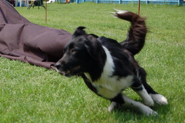 PP Agility Białystok 22.07.2007