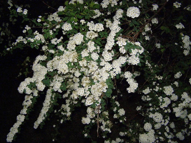 nocna sesja - kwitnące krzewy #KwitnąceKrzewy