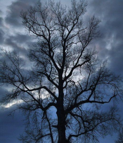 #PZK #niebo #drzewo
