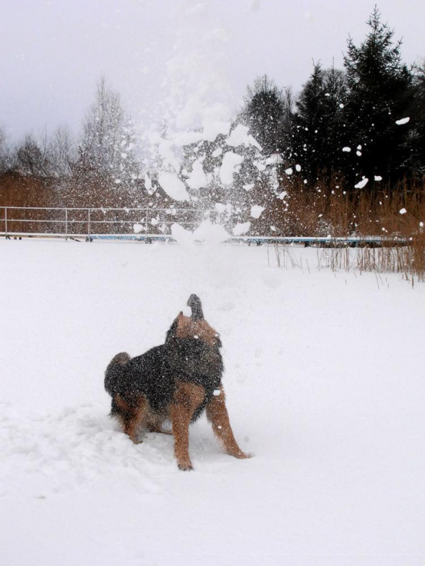 Zimowe harce z psem. #zima #pies #śnieg #lód #jezioro