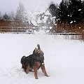 Zimowe harce z psem. #zima #pies #śnieg #lód #jezioro