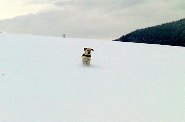 #Homer #labrador #pies #zdjęcia #galeria