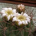 Gymnocalycium saglione