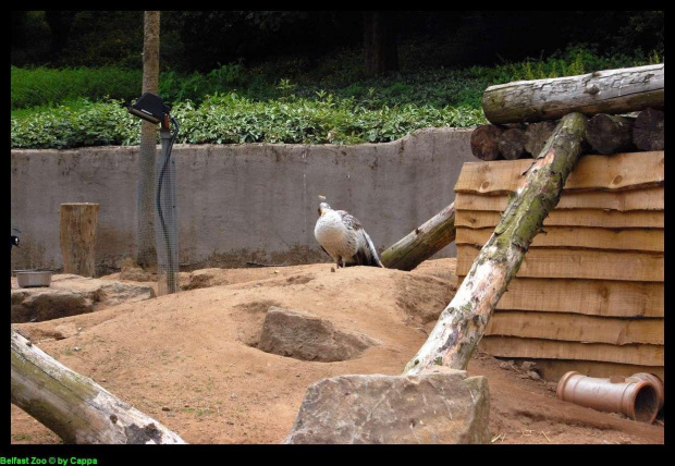 Belfast Zoo - 07/06/2008