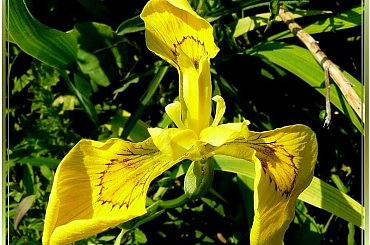 irys wodny w pełnej krasie #makro #ZBliska #roślinki #IrysWodny #kwiat #WOgrodzie