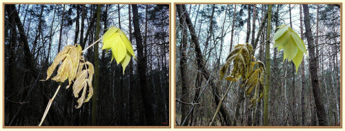 Z lampą i bez - jeżeli nie stanowi różnicy to po co.... #liść #las #inaczej