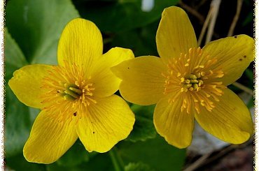 kaczeńce #makro #kaczeńce #kwiaty #wiosna #ogród