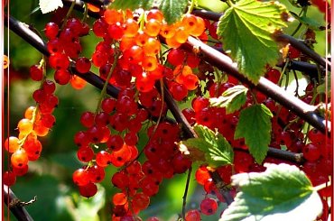 ...a w moim ogródku porzeczka w promieniach słońca #owoce #WOgrodzie #porzeczka #krzewy