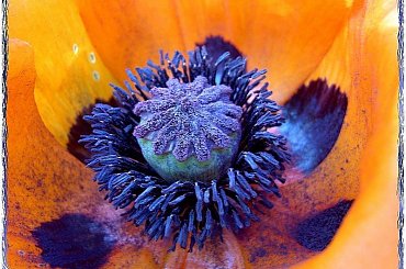 ...a w środku wielkiego maka ciekawostka - potem bedzie z tego makówka! #makro #ZBliska #roślinki #mak #kwiat