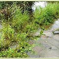 Mikoszewo -po drodze do morza nagle zaczęło padać, Wisła wylała nadmiar wody na drogę #deszcz #NadMorzem #PoDrodze #rośliny