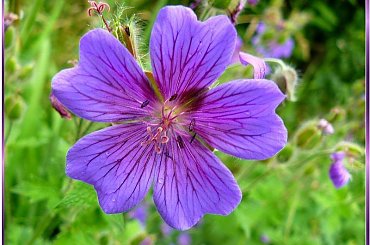 kwiatek geranium #makro #ZBliska #roślinki #geranum #bodziszek #kwiat