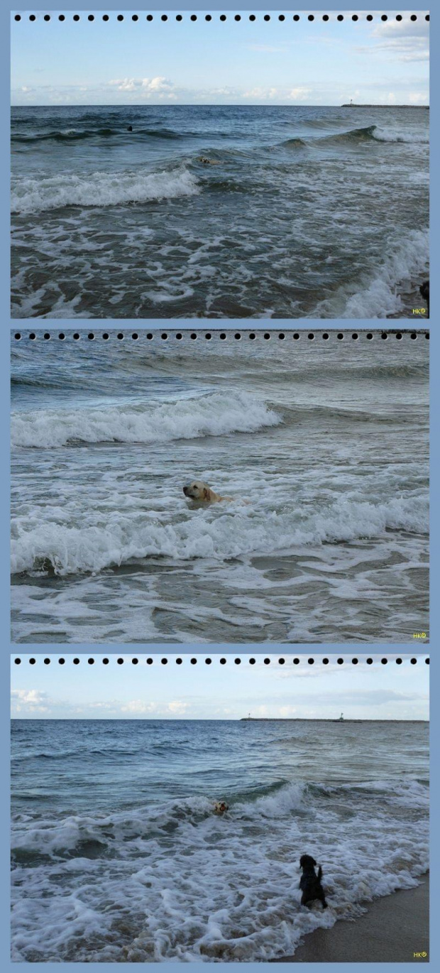 Na fali....Ness szalejąca w szlejącym morzu #psy #labrador #Ness #NaFali #morze