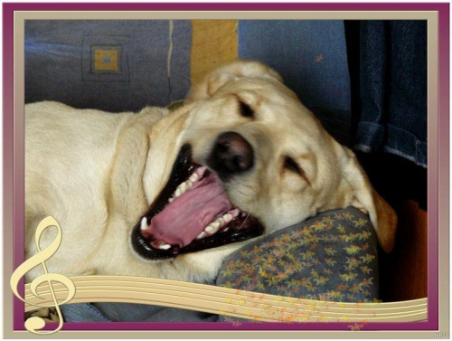Śpiewać każdy może.... #pies #labrador #śmieszne