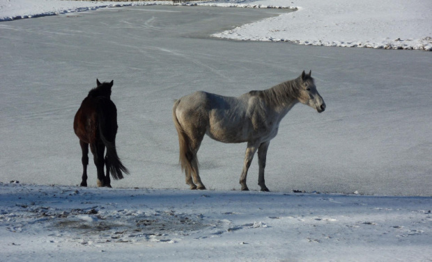 Czy ktoś poślizga się ze mną na stawie ? :)) #konie #lód #staw #zima