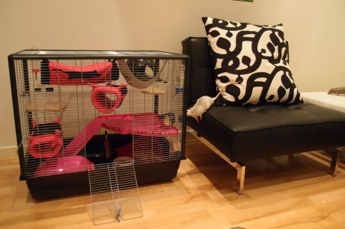 Nowy domek #KlatkaDlaSzczurkow