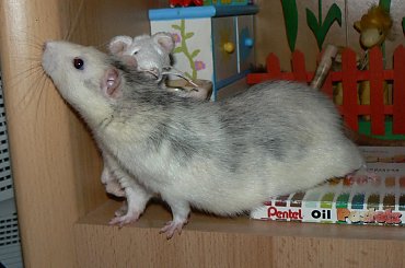 #gryzonie #szczury #szczurki #zwierzęta