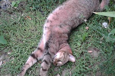 Moje zwierzaki #kot #kotka #pies #suczka #zwierzaki #zwierzęta