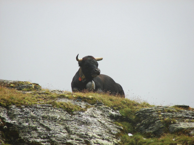 Alpejska krówka, ich dzwonki towarzyszyły prawie wszystkim naszym wycieczkom :) #Alpy #góry #krowa #lodowiec #treking #wakacje