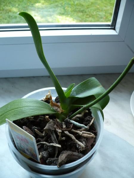 Phalenopsis