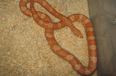 #zwierzęta #gady #węże