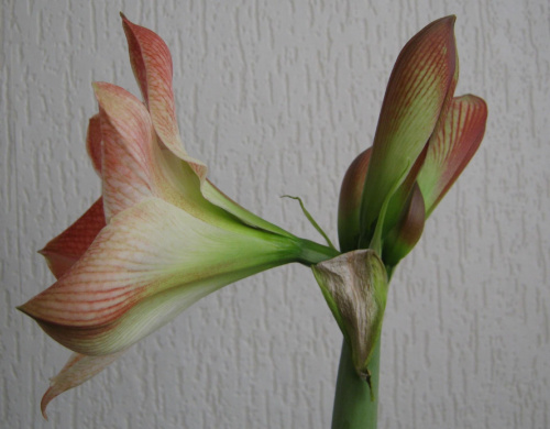 #hippeastrum