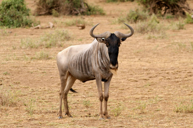 antylopa gnu #wakacje #natura #zwierzęta