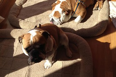 #BuldogAngielski #bulldog #forum