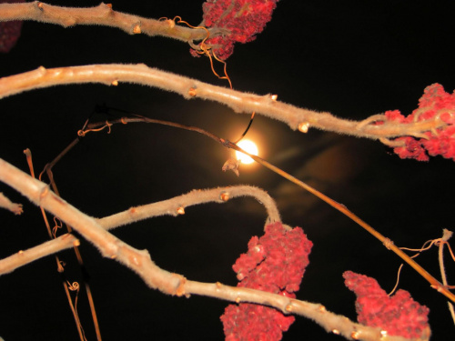 listopadowy księżyc #drzewo #galeria #krajobraz #księżyc #niebo #widok