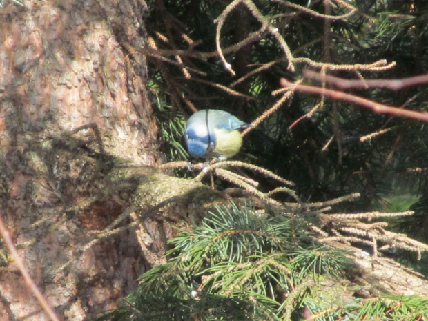 modraszka jak zwykle porwała ziarenko i na gałązkę #karmniki #ptaki #Tatry
